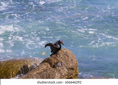 Bird Beach Images Stock Photos Vectors Shutterstock