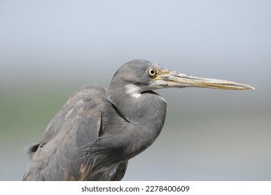 The Pacific reef heron (Egretta sacra), also known as the eastern reef heron or eastern reef egret, is a species of heron found throughout southern Asia and Oceania. - Shutterstock ID 2278400609