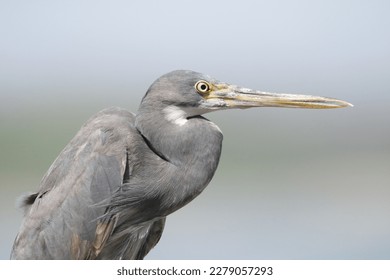 The Pacific reef heron (Egretta sacra), also known as the eastern reef heron or eastern reef egret, is a species of heron found throughout southern Asia and Oceania. - Shutterstock ID 2279057293