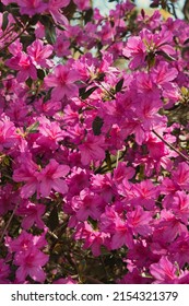 Pacific Rhododendron In Bloom At The Park