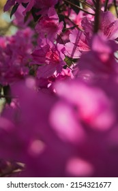 Pacific Rhododendron In Bloom At The Park