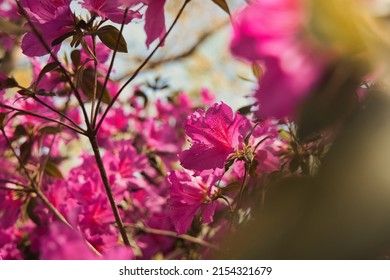 Pacific Rhododendron In Bloom At The Park