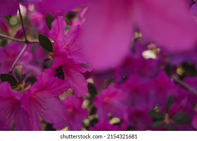 Pacific Rhododendron In Bloom At The Park