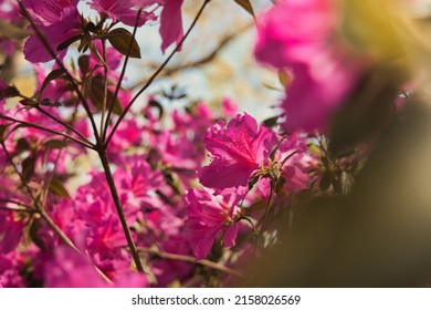 Pacific Rhododendron In Bloom In The Park