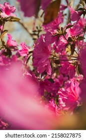 Pacific Rhododendron In Bloom In The Park