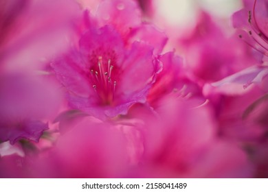 Pacific Rhododendron In Bloom In The Park