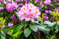 Pacific Rhododendron (Rhododendron Macrophyllum), Blooming Time At The Rhododendron Park Kromlau, Saxony, Germany