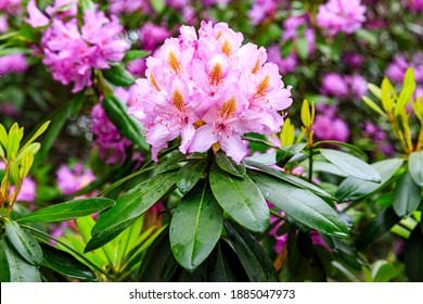 Pacific rhododendron (Rhododendron macrophyllum), blooming time at the rhododendron park Kromlau, saxony, Germany