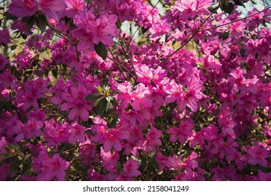 Pacific Rhododendron In The Park