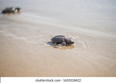 Pacific ridley sea turtle. Baby green golfing turtle. Newborn. - Shutterstock ID 1653518422