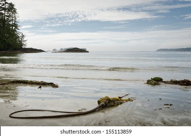 Pacific Rim National Park - Vancouver Island - Canada