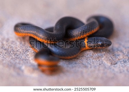 Pacific ring-necked snake in defensive posture. Stevens Creek County Park, Santa Clara County, California.