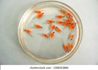 Pacific Salmon (Oncorhynchus Keta) Embryos.