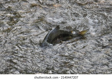 Pacific Salmon Spawning In It's Natal Stream