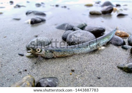 Pacific sand lance - French Beach, Vancouver Island, British Columbia, Canada