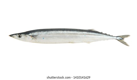 603 Saira fish Images, Stock Photos & Vectors | Shutterstock