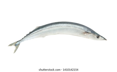 Pacific Saury Fish Mackerel Pike Isolated Stock Photo (Edit Now) 1410142154