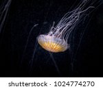A pacific sea nettle (Chrysaora fuscescens) in an aquarium in Austria