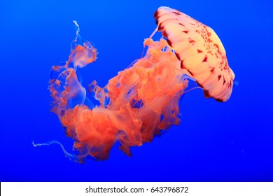Pacific sea nettle - Chrysaora fuscescens