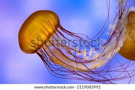 
The Pacific sea nettle (Chrysaora fuscescens) 