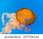 Pacific Sea Nettle(Chrysaora fuscescens)  Jellyfish swimming, National Aquarium, Baltimore, Maryland.