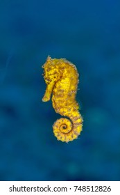 Pacific Seahorse