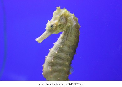 Pacific Seahorse Profile