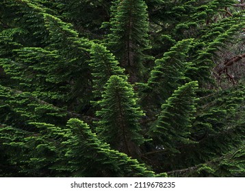 Pacific Silver Fir (Abies Amabilis) Branches With Green Needles