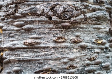 Pacific Silver Fir Tree Bark