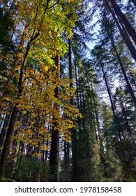 Pacific Spirit Regional Park, Fir, UBC Park