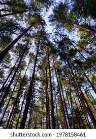 Pacific Spirit Regional Park, Fir, UBC Park