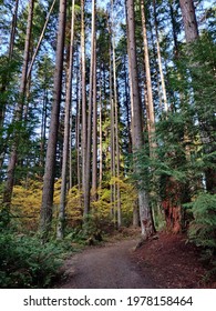 Pacific Spirit Regional Park, Fir, UBC Park