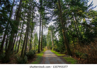 Pacific Spirit Regional Park, Vancouver Canada British Columbia