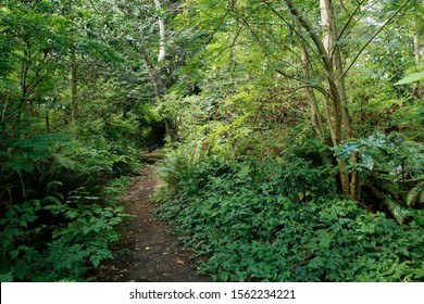 Pacific Spirit Regional Park, Vancouver, British Columbia, Canada