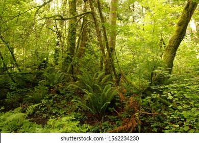 Pacific Spirit Regional Park, Vancouver, British Columbia, Canada