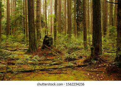 Pacific Spirit Regional Park, Vancouver, British Columbia, Canada