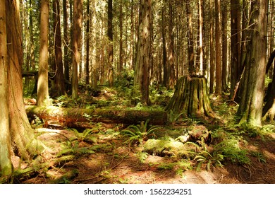 Pacific Spirit Regional Park, Vancouver, British Columbia, Canada