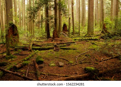 Pacific Spirit Regional Park, Vancouver, British Columbia, Canada