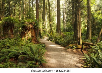 Pacific Spirit Regional Park, Vancouver, British Columbia, Canada