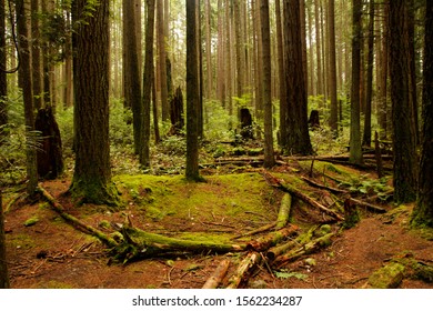 Pacific Spirit Regional Park, Vancouver, British Columbia, Canada