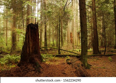 Pacific Spirit Regional Park, Vancouver, British Columbia, Canada