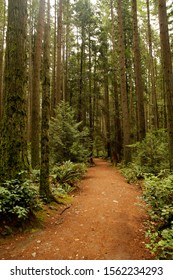 Pacific Spirit Regional Park, Vancouver, British Columbia, Canada