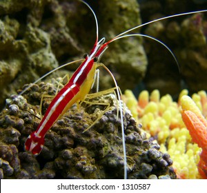 Pacific Striped Cleaner Shrimp