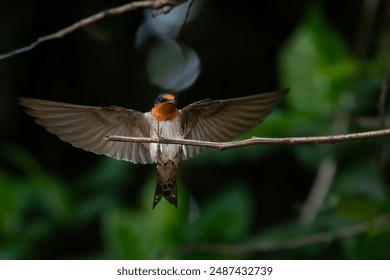 pacific swallow bird hirundo tahitica landing on small tree branch, natural bokeh background - Powered by Shutterstock