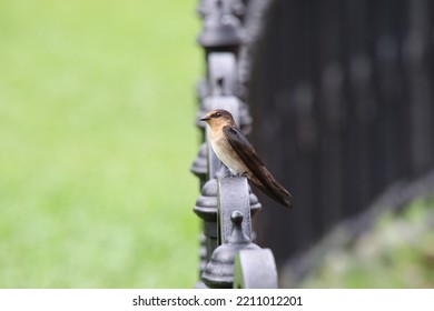 Pacific Swallow In A Garden