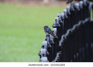 Pacific Swallow In A Garden