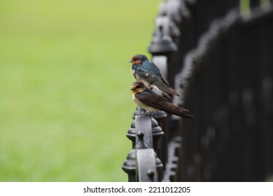 Pacific Swallow In A Garden