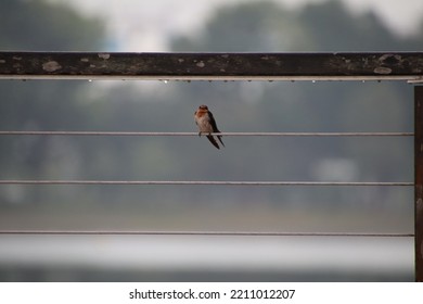 Pacific Swallow In A Garden