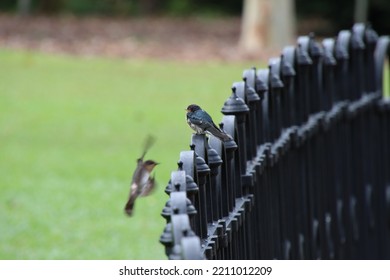 Pacific Swallow In A Garden