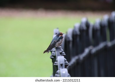 Pacific Swallow In A Garden